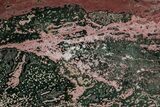 Polished Orbicular Ocean Jasper Slab - Madagascar #379345-1